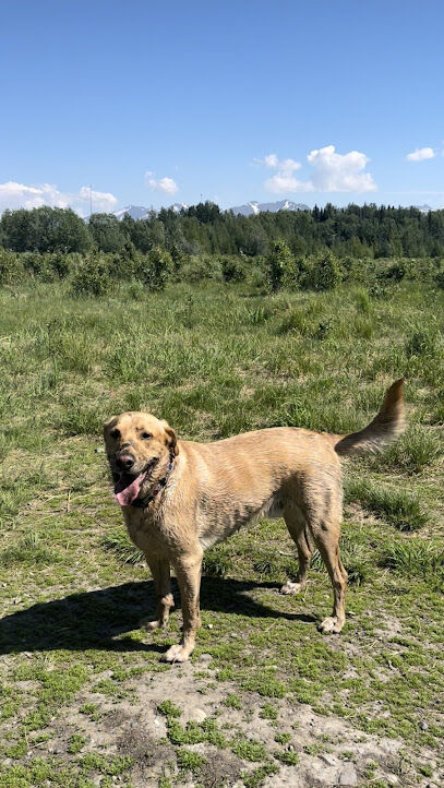 South Anchorage Dog Park