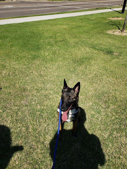 Downtown Dog Park