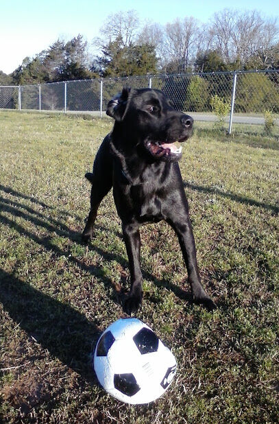 Fairfield Bay Dog Park