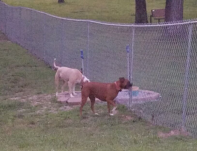 Abby's Dog Park