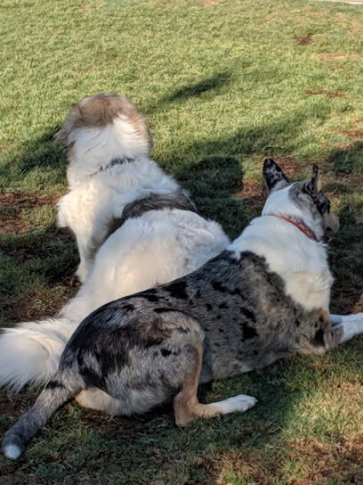 Dog Park