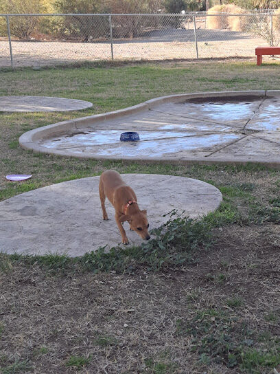 Bullhead City Dog Park