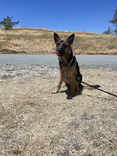 Antioch Dog Show Site