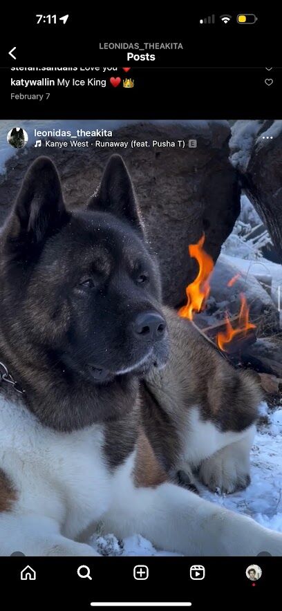 King of the Wild