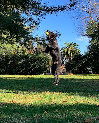 Offleash Dog Area