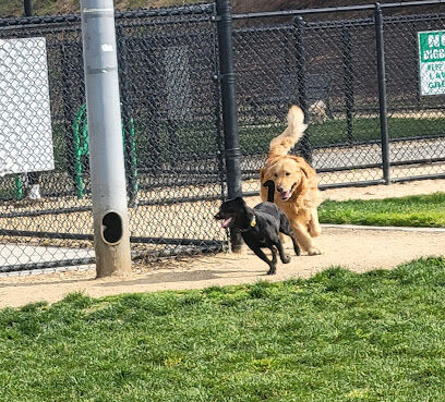 Fletcher Fetch Park