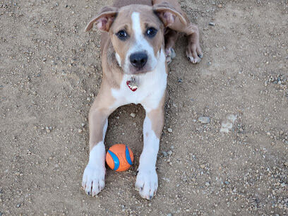 Southridge Dog Park West