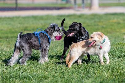 Dog Park for Small Dogs