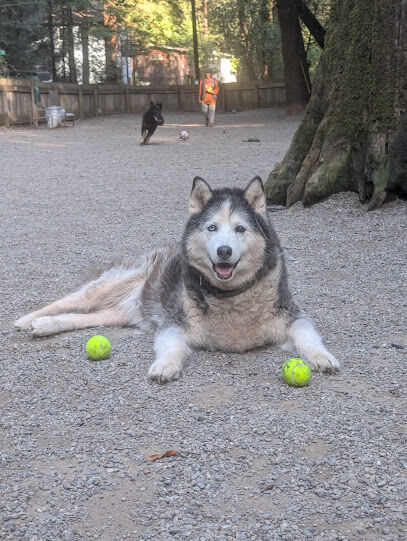 Bruno Farnocchia Dog Park