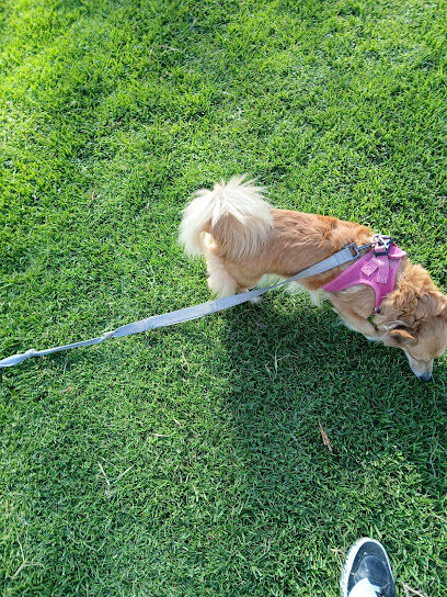 Jackson Street Dog Park