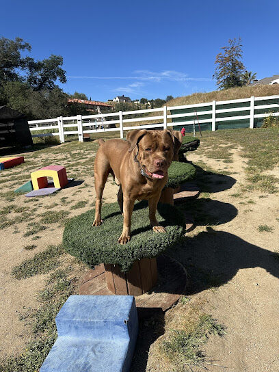 Pooch Kingdom Private Park & Luxury Dog Bakery – Murrieta