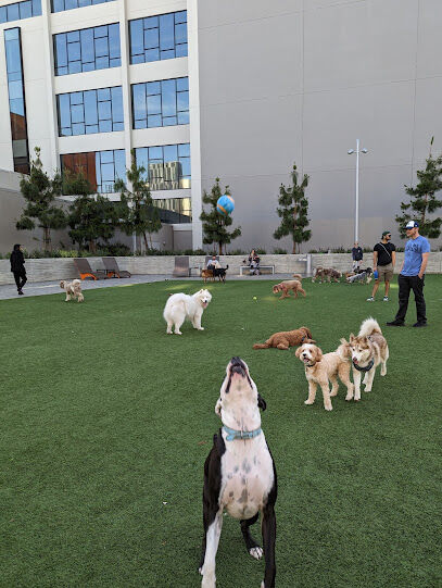 Dog Park at NOHO West