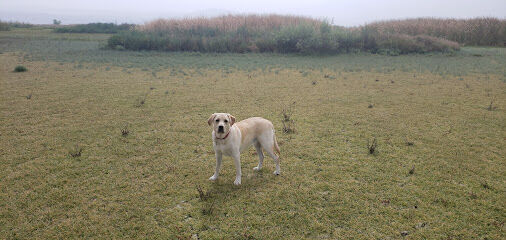 San Jacinto Dog Training Park