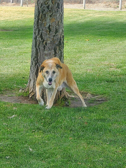 Dog Park at Orcutt Community Park