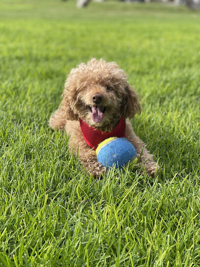 Yellen Dog Park