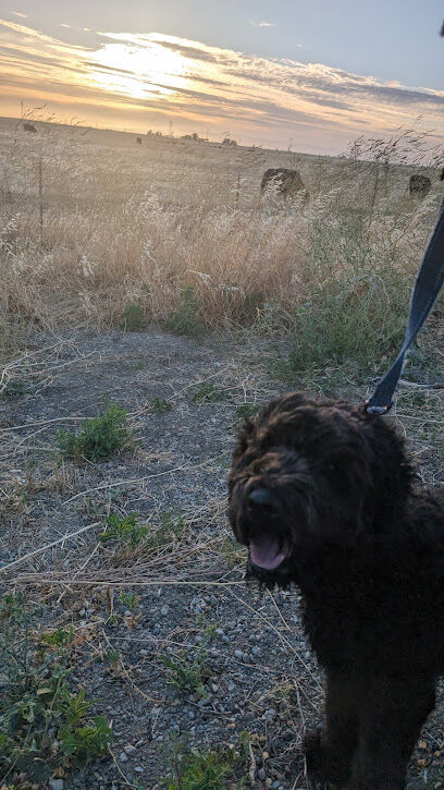 Dog park