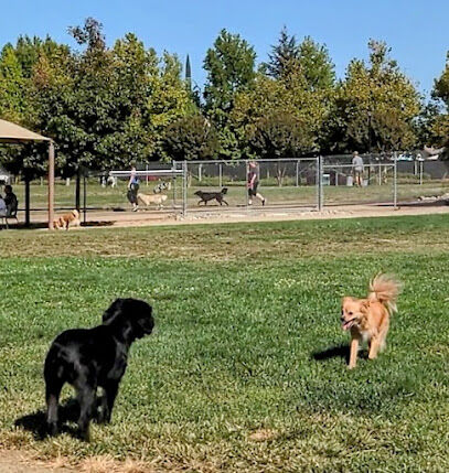 Bear Dog Park