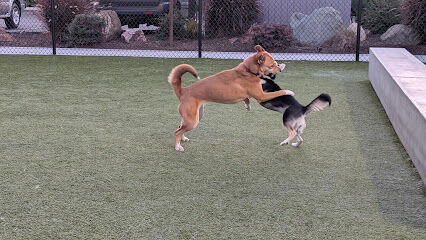 Create Church Dog Park