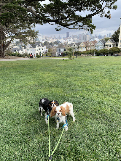 Alamo Square Dog Play Area