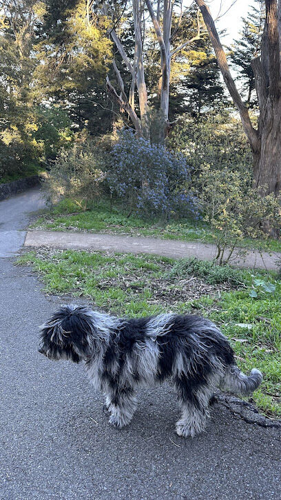 Buena Vista Dog Play Area