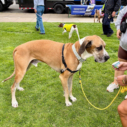 Duboce Park Dog Play Area