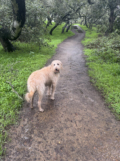 GGP Dog Play Area 1