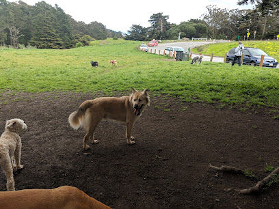 McLaren Park Dog Play Area 2