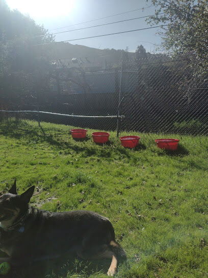 Hillside Meadow Sniff Spot - Off leash private dog park