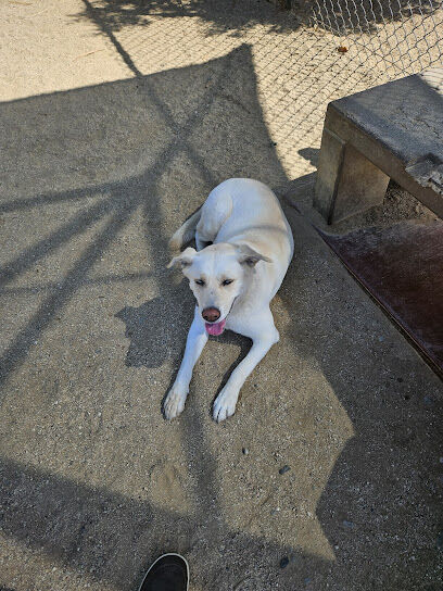 Hollandia dog park