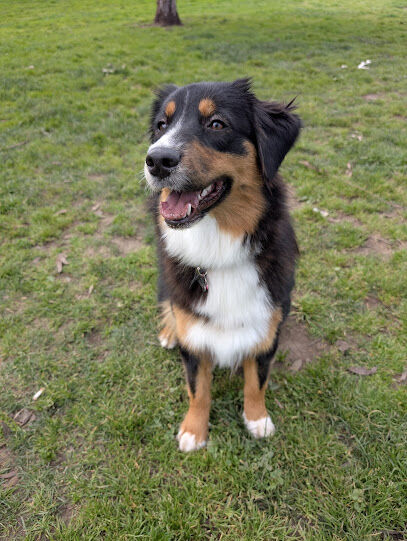Los Prados Dog Park