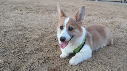 Windemere Dog Park