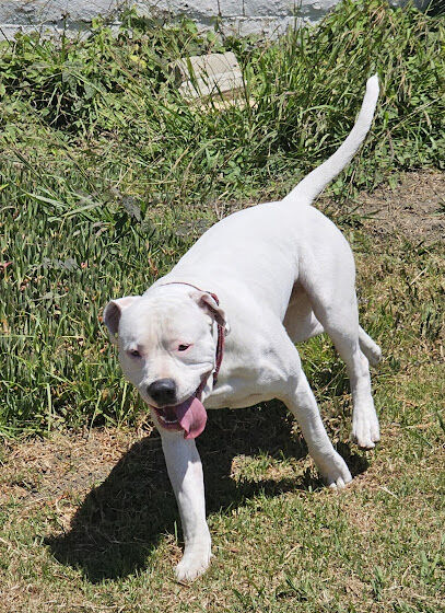Solana Heights Dog Park