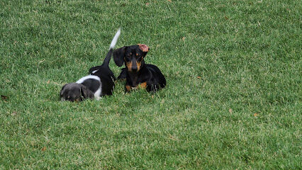 Summerfield Dog Park