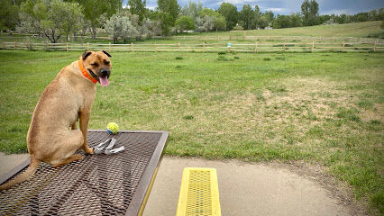 Craig Dog Park
