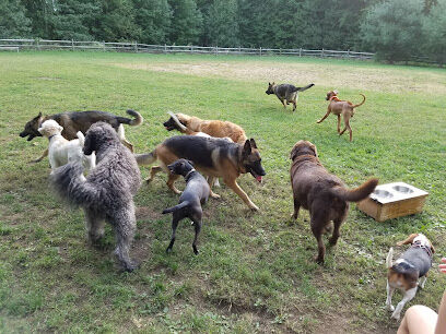 Easton Dog Park