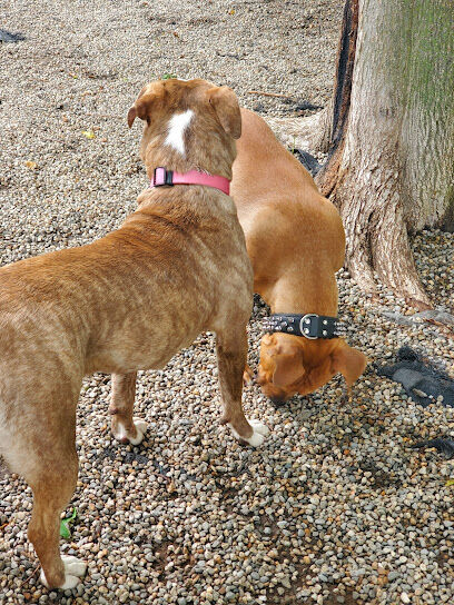 East Rock Dog Park