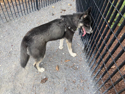 Yards Park Dog Park