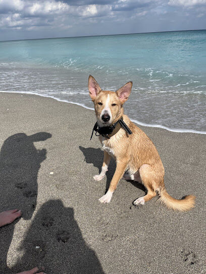 Dog beach