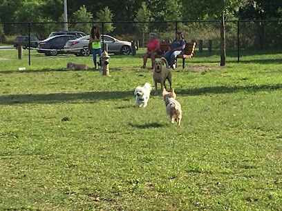 Lake Crago Dog Park