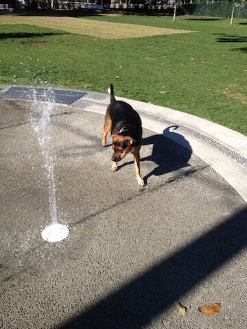 Washington Dog Park & Annex