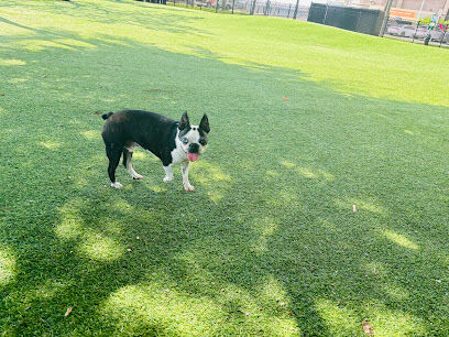 Bayfront Dog Park