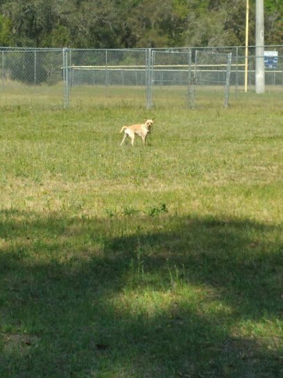 Putnam County Dog Park