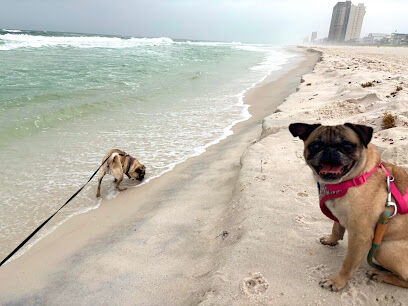 Dog Beach at Pier Park Panama City Beach