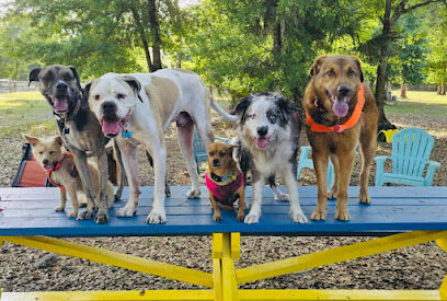 Drive In Dog Park (By Reservation Only)