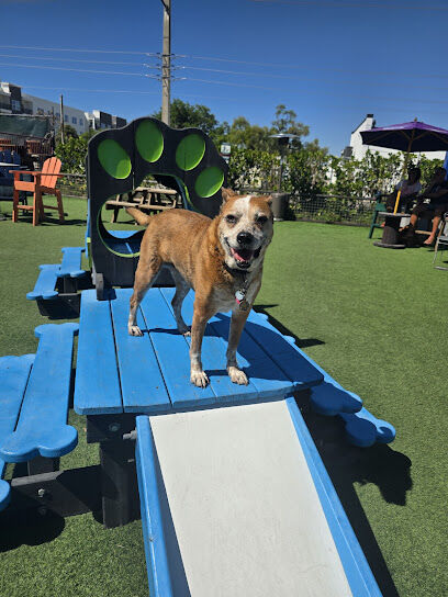 Dog Bar Sarasota