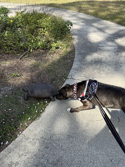 Boca Ciega Millennium Park Dog Park