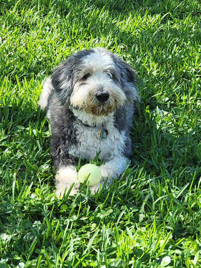 Northshore Dog Park