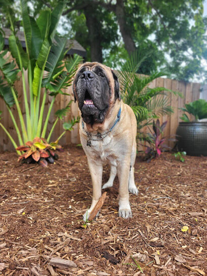Sniffspot For Rent: Fully Fenced Yard For Dogs to Play in St. Pete