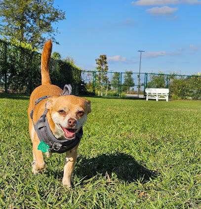 Sophie Doodles Canine Park