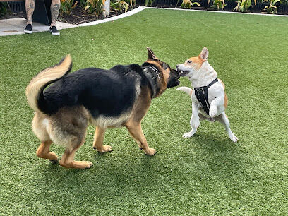 4th and Angel Dog Park